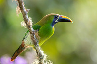 Emerald Toucanet