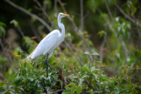 Great Egret