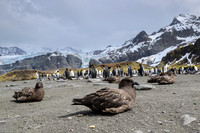 Antarctic Skua