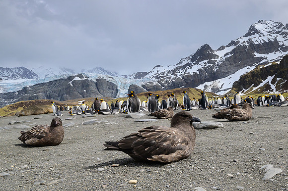 Antarctic Skua