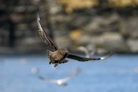 Antarctic Skua