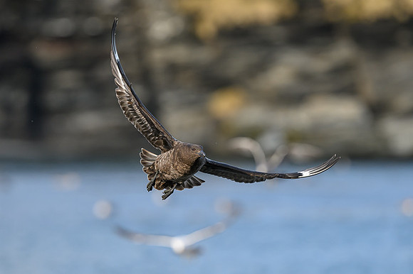 Antarctic Skua