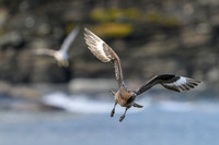 Antarctic Skua