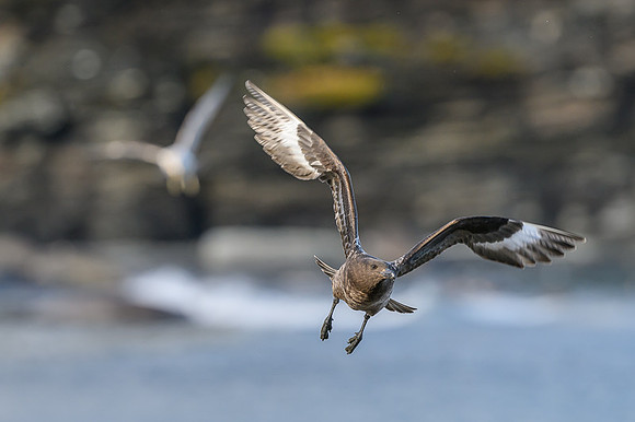 Antarctic Skua