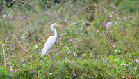 Great Egret