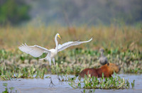 Great Egret