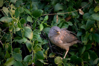 Jungle warbler