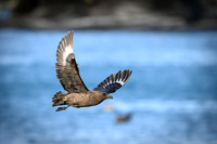 Antarctic Skua
