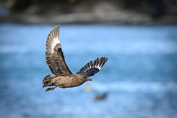 Antarctic Skua