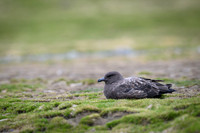 Antarctic Skua