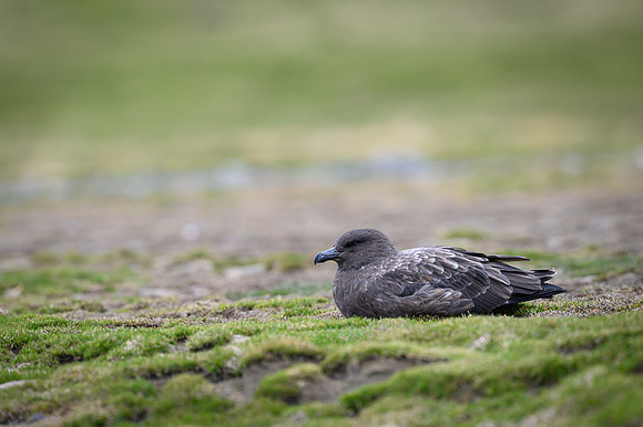 Antarctic Skua