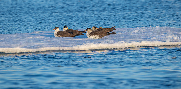 Pomarine Skua