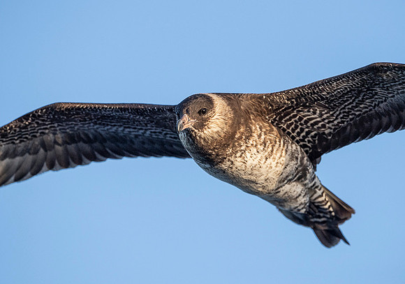Pomarine Skua
