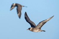 Pomarine Skua