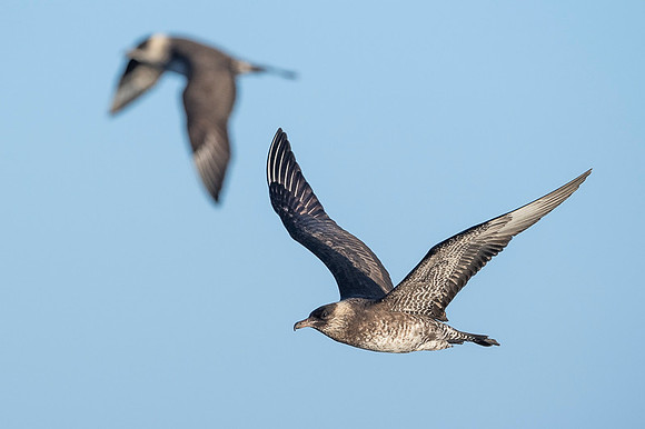 Pomarine Skua