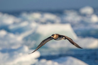 Pomarine Skua