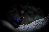 Blue whislingthrush
