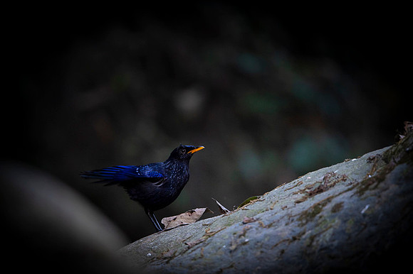 Blue whislingthrush