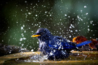Blue whislingthrush