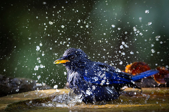 Blue whislingthrush