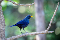 Blue whislingthrush