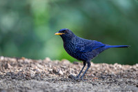 Blue whislingthrush