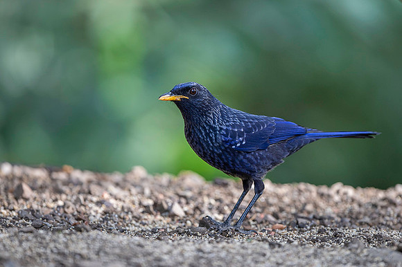 Blue whislingthrush