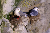 Red-legged Kittiwake