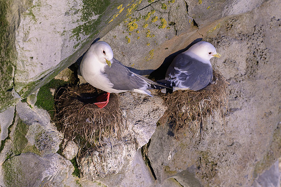 Red-legged Kittiwake