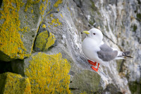 Red-legged Kittiwake