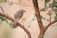 Jungle warbler