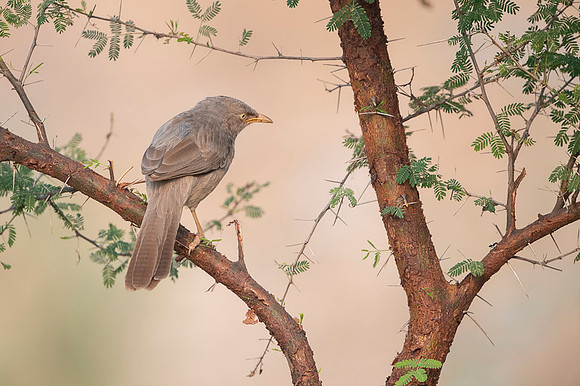 Jungle warbler