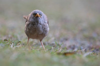 Jungle warbler