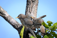 Jungle warbler