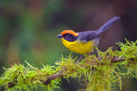 Rufous-naped Bush-Finch