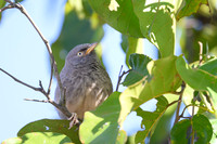 Jungle warbler