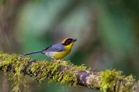 Rufous-naped Bush-Finch