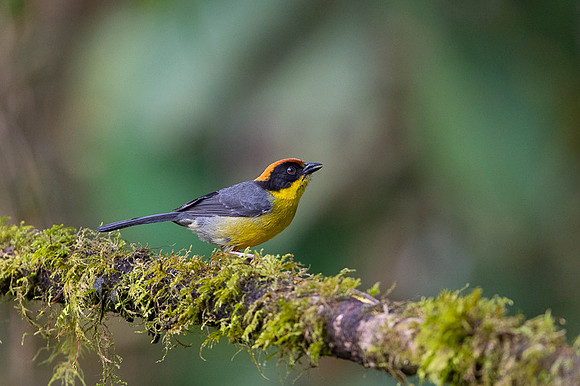 Rufous-naped Bush-Finch