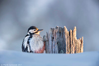 Lesser Spotted Woodpecker / Dzięciołek