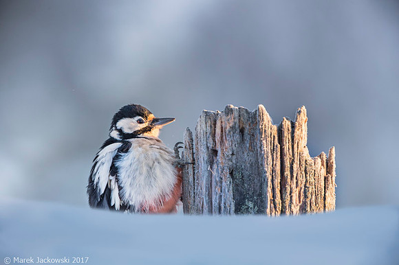 Lesser Spotted Woodpecker / Dzięciołek