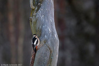 Lesser Spotted Woodpecker / Dzięciołek