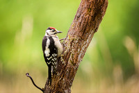 Lesser Spotted Woodpecker / Dzięciołek