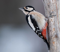 Lesser Spotted Woodpecker / Dzięciołek