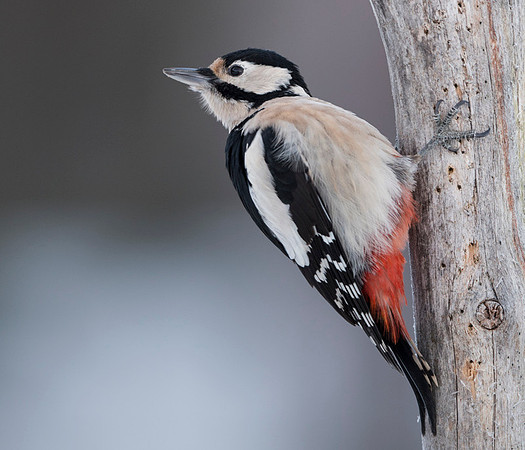 Lesser Spotted Woodpecker / Dzięciołek