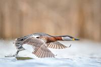 Red-necked Grebe / Perkoz rdzawoszyi