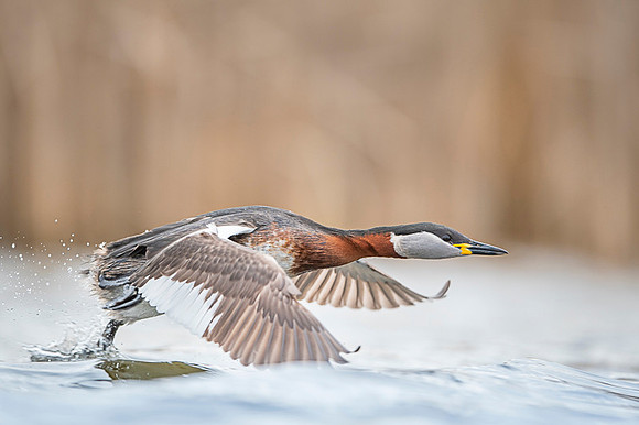 Red-necked Grebe / Perkoz rdzawoszyi