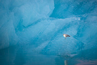 Kittiwake / Mewa trójpalczasta