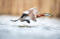 Red-necked Grebe / Perkoz rdzawoszyi