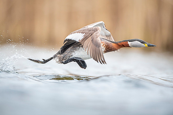 Red-necked Grebe / Perkoz rdzawoszyi