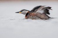 Red-necked Grebe / Perkoz rdzawoszyi
